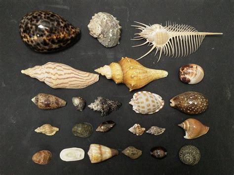 銅錢樹 貝殼種類
